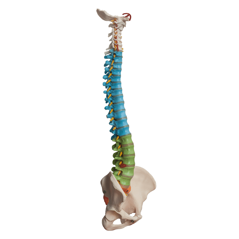 Spinal Stenosis Treatment at Spine One