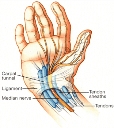 What is the Carpal Tunnel?, Wrist Tendons