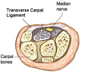carpal tunnel anatomy